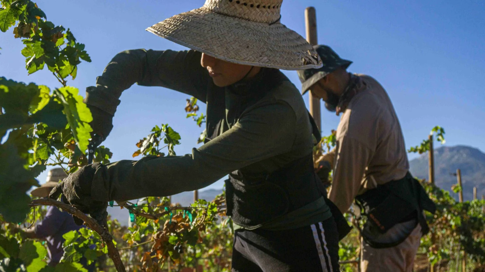 Trabajo en el viñedo durante la vendimia