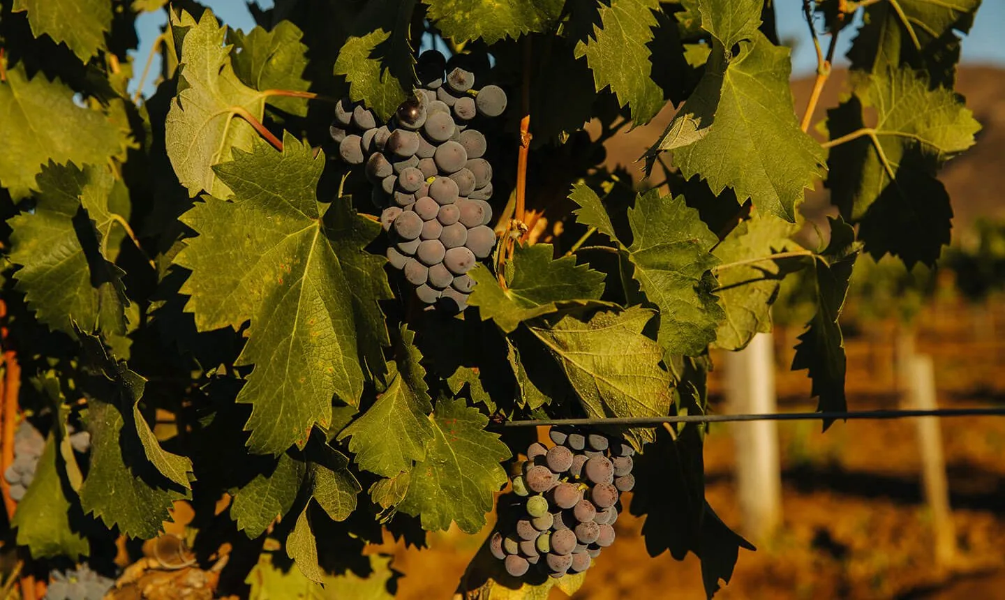 Uvas en la parra, detalle