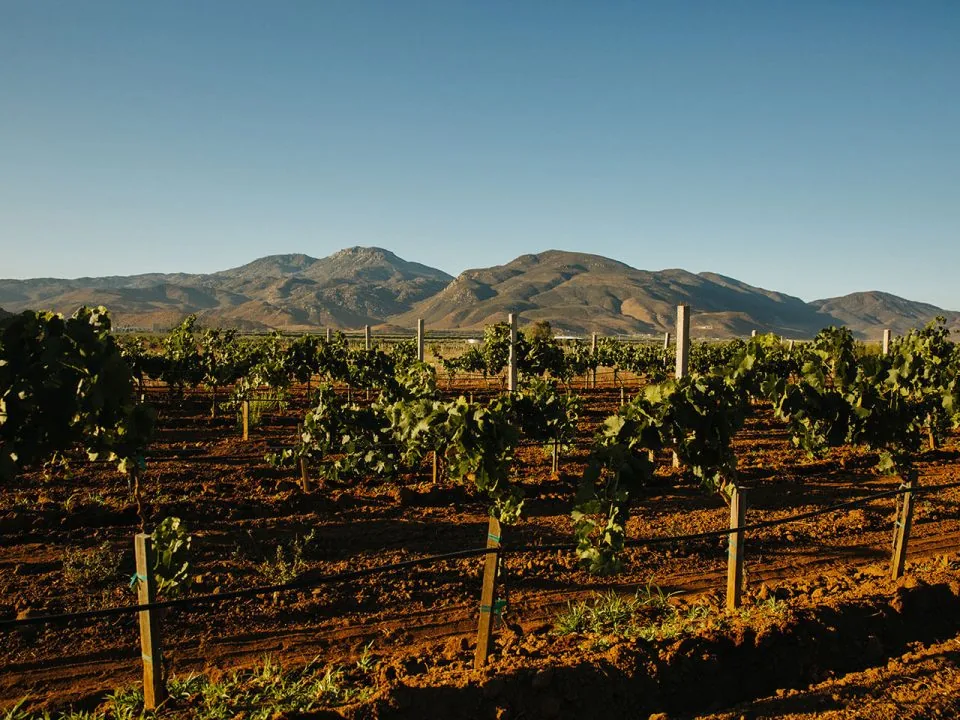 Panorama del viñedo de Tablas en el Valle de Guadalupe
